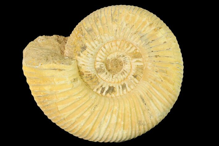 Jurassic Ammonite (Perisphinctes) Fossil - Madagascar #140414